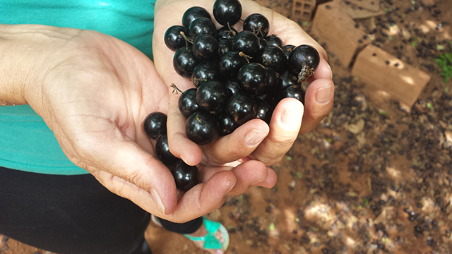 Prevent prediabetes and fatty liver with jaboticaba peel extract